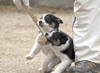 ボーダーコリーの子犬の画像 村上愛犬警察犬訓練所