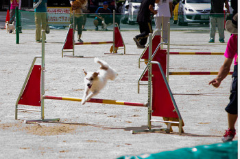 ジャックラッセルテリアのシンバ