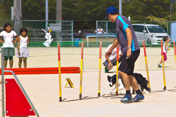 ボーダーコリーのはるか