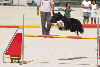 ボーダーコリーのやまと
