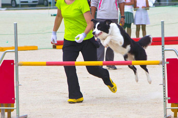 ボーダーコリーのハイネ