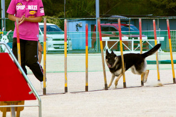 シェパードのきあら