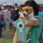 JKC兵庫オールドッグトレーナーズクラブ競技会