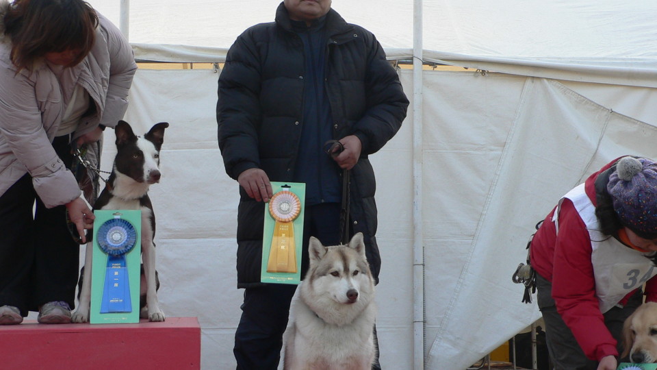 JKC中国ブロックアジリティー競技会