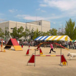 動物愛護イベントでの実演