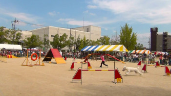 アジリティ実演の様子