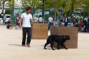 災害救助犬実演の様子