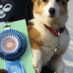 2013.2/2　福岡アペックスアジリティー競技会