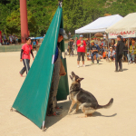 どうぶつ愛護のつどい2014に参加しました