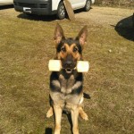 PD全日本服従訓練競技会　2015/03/08