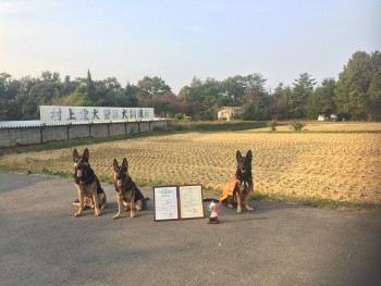 日本訓練チャンピオン１３