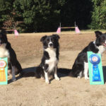 福岡フロンティアトレーナーズクラブアジリティー競技会　村上エス＆須澤モカ＆村上ケイト