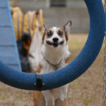 福山市でアジリティ練習会