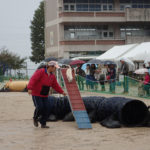 アジリティ実演村上ちび