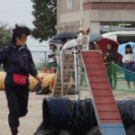 アジリティ実演モーシャ