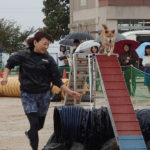 アジリティ実演佐々木アルバ