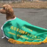 3部服従 他犬種プロ　原 コタロー　１席チャンピオン