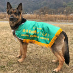 3部服従 警察犬種アマ　郷端アンジェリカ　１席チャンピオン