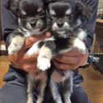 繁殖情報：ロングコートチワワ♂4月15日生まれ