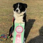 ＳＴ連合会西日本アジリティー競技会2019年2月16日（土）