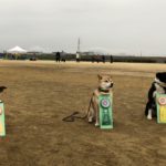 高知トレーナーズクラブアジリティー競技会2019年3月3日