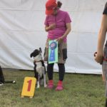 JKC京都アジリティークラブアジリティー競技会2019年10月5日