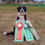 FCI西日本インターナショナルアジリティー競技大会2019年12月14日