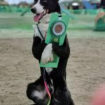 JKC大阪南フィールシュパースアジリティークラブアジリティー競技会2021年5月2日