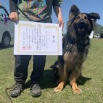 ライキ(ジャーマンシェパード)