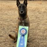 JKC西宮ジャーマンシェパードドッグクラブ訓練競技会2021年12月19日