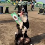 大阪東アジリティークラブアジリティー競技会2022年4月10日