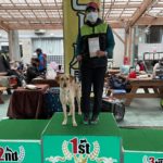 2022 OPDES アジリティ競技会 in 福岡 3月19日