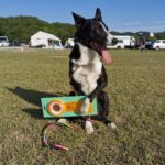 京都長岡京トレーナーズクラブアジリティー競技会2022年5月29日(日)