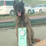 徳島北ドックスポーツTRクラブ訓練競技会