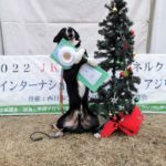 木本テトラ★CD2アマチュアの部