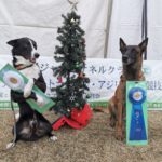 2022JKC FCI西日本インターナショナルトライアル競技会