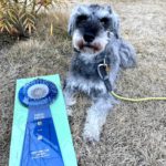 JKC大阪ブロックアジリティー競技会2023年3月12日