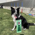 2023大阪東アジリティークラブアジリティー競技会2023年4月8日