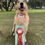 家庭犬中等科一般の部★上田マレイ