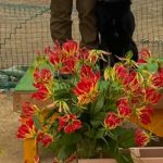 JP2L★深松＆よし