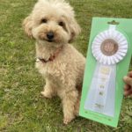 大阪南フィールシュパースアジリティークラブアジリティー競技会2024年4月20日