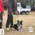 AG3IL★山本ブルー