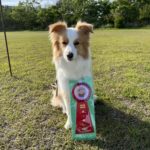 京都京洛トレーナーズクラブアジリティー競技会2024年5月18日