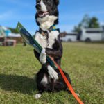 京都京洛トレーナーズクラブ訓練競技会2024年5月18日