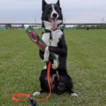 北九州ドッグスポーツトレーナーズクラブ訓練競技会2024年10月26日