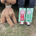 兵庫オールドッグトレーナーズクラブアジリティー競技会2024年10月26日