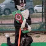 徳島北ドッグスポーツTRクラブ訓練競技会2024年11月10日