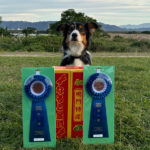 阿波北アジリティークラブアジリティー競技会2024年11月8日