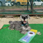 徳島北ドッグスポーツＴＲクラブアジリティー競技会2024年11月9日