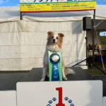 福岡フロンティアトレーナーズクラブアジリティー競技会2024年12月1日